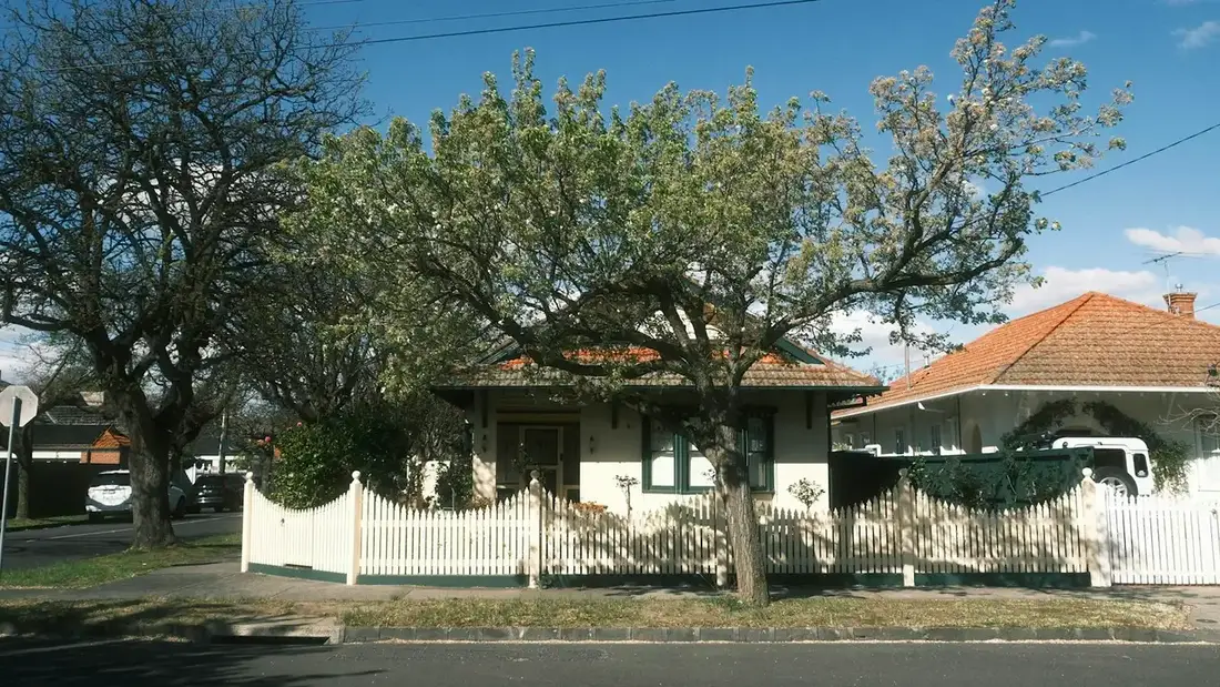 Older suburban home behind a white picket fence and a flowering street tree Older suburban home behind a white picket fence and a flowering street tree
